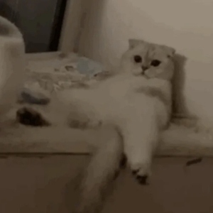 何宏军最新消息今天
